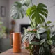 The Best Houseplants for Health